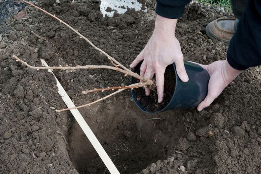 Смородина черная вороний глаз. 99651.pu48oo.840. Смородина черная вороний глаз фото. Смородина черная вороний глаз-99651.pu48oo.840. картинка Смородина черная вороний глаз. картинка 99651.pu48oo.840. Вороний глаз – это травянистое невысокое растение, относящееся к семейству «Мелантьевые». Это ядовитое растение известно с давних времён. Раньше считалось, что ягоды защищает от злых чар и спасает от болезней во время мора. У вороньего глаза много названий, среде них крест – трава, кукушкины слёзы, волчьи глазки, медвежьи ягоды.