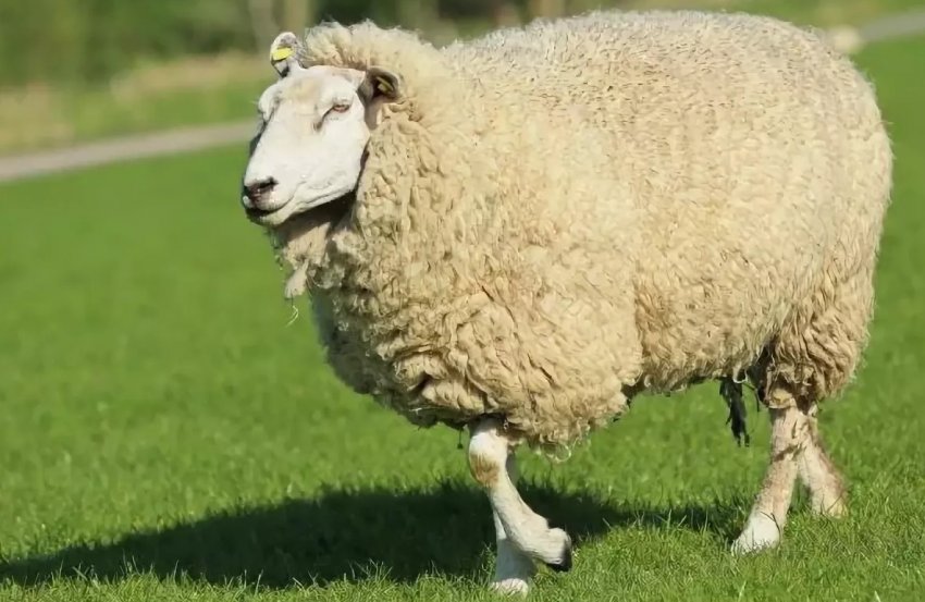 Куйбишевська порода овець Куйбишевська порода овець