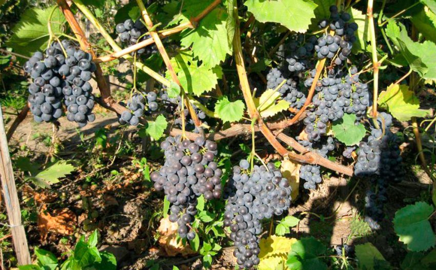 Українські селекціонери працюють над створенням безнасінних сортів винограду