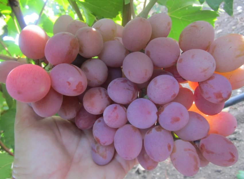 Українські селекціонери працюють над створенням безнасінних сортів винограду