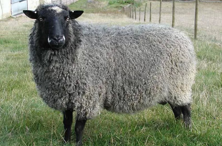 Романівська порода овець Романівська порода овець