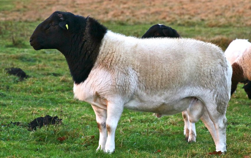 Порода овець Дорпер Порода овець Дорпер