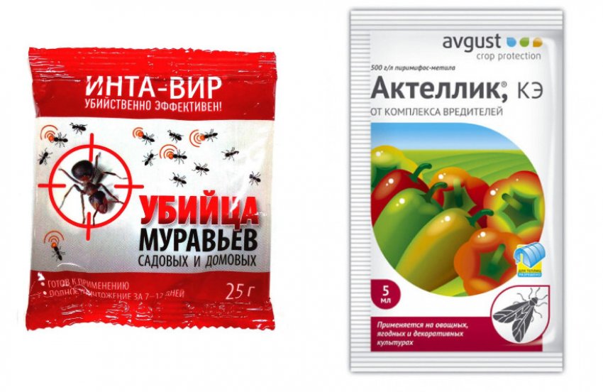 Смородина красная глаз дракона описание сорта. 99666.pu493o.850. Смородина красная глаз дракона описание сорта фото. Смородина красная глаз дракона описание сорта-99666.pu493o.850. картинка Смородина красная глаз дракона описание сорта. картинка 99666.pu493o.850. За годы выращивания ягодных культур мы перепробовали много сортов малины, смородины, ежевики. Нам всегда хотелось, как и многим, иметь на своем участке самые урожайные, устойчивые к жаре и холоду, неприхотливые сорта. Но из большинства сортов мы оставляем на своем участке только самые лучшие.