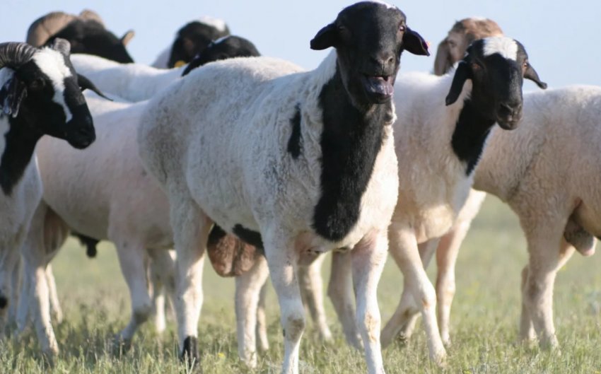 Калмицька порода овець Калмицька порода овець