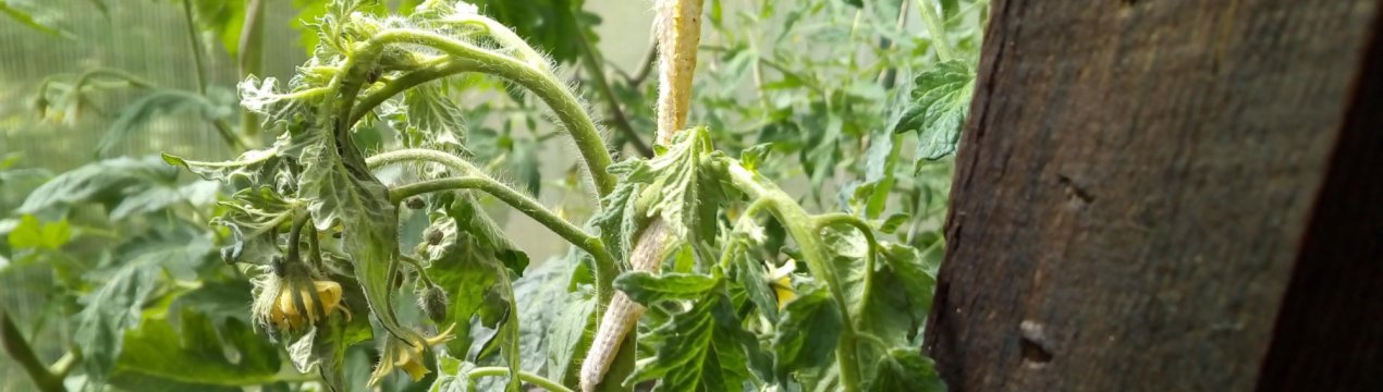 Фузариозное Увядание Рассады Томатов Лечение