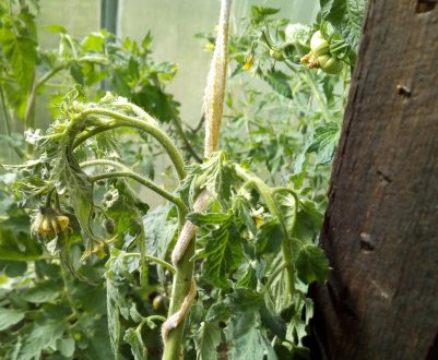 Як лікувати фузаріоз томатів