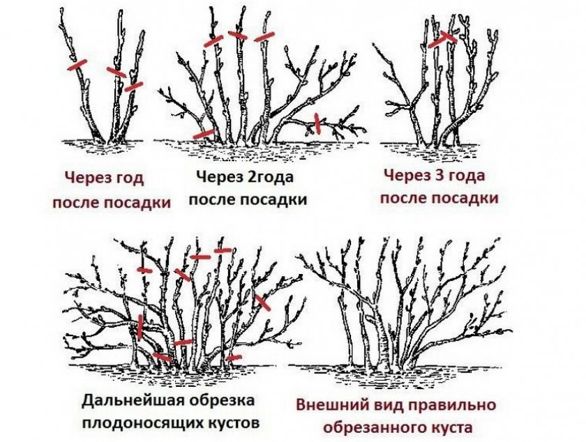 Смородина черная вороний глаз. 99676.pu49ac.840. Смородина черная вороний глаз фото. Смородина черная вороний глаз-99676.pu49ac.840. картинка Смородина черная вороний глаз. картинка 99676.pu49ac.840. Вороний глаз – это травянистое невысокое растение, относящееся к семейству «Мелантьевые». Это ядовитое растение известно с давних времён. Раньше считалось, что ягоды защищает от злых чар и спасает от болезней во время мора. У вороньего глаза много названий, среде них крест – трава, кукушкины слёзы, волчьи глазки, медвежьи ягоды.