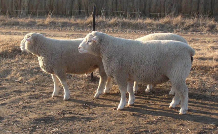 Порода Іль-де-Франс Порода Іль-де-Франс