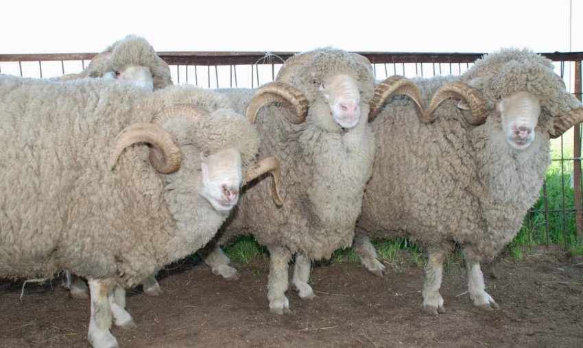 Асканійська порода овець Асканійська порода овець