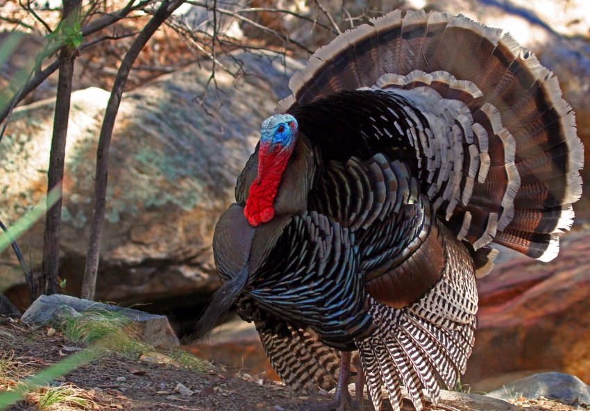 Російські студенти допомагають німецьким фермерам лікувати худобу і доглядати за ним