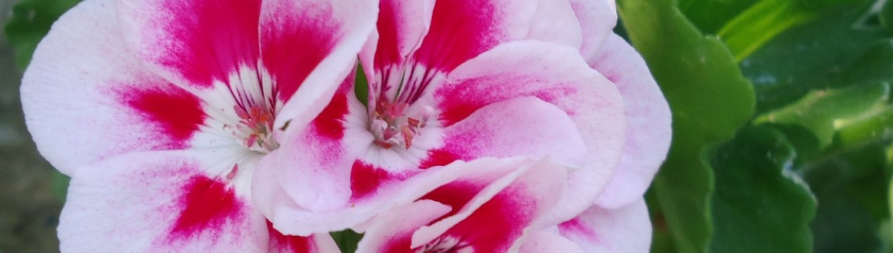 Ефірне масло герані: корисні властивості, застосування в домашніх умовах