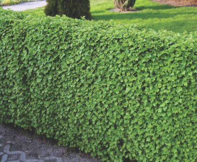 Смородина альпійська Шмідт — основні характеристики