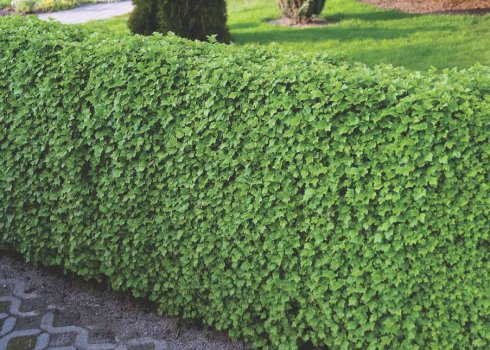 Смородина альпійська Шмідт — основні характеристики