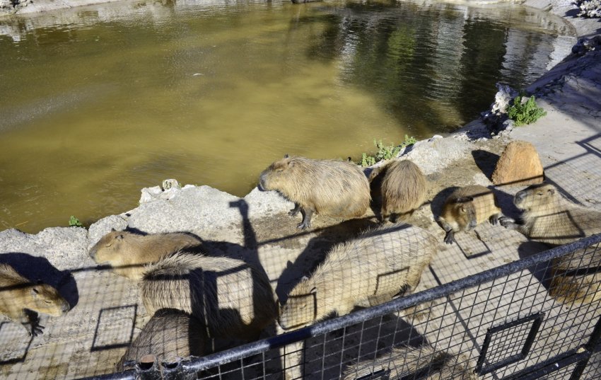 Басейн для нутрій