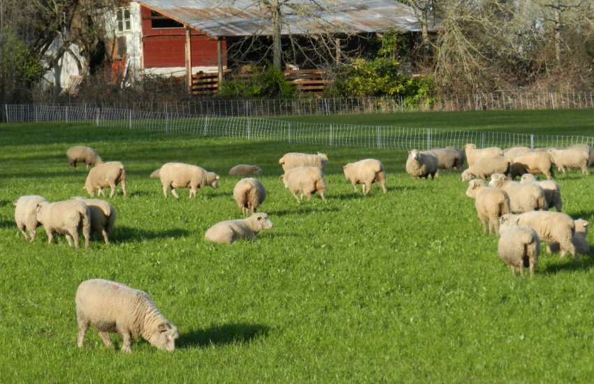 Пасовище для овець Пасовище для овець