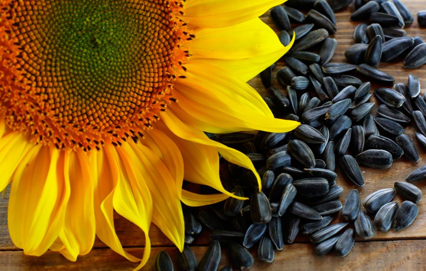 Росія вивела саратовський шрот на італійський ринок Росія вивела саратовський шрот на італійський ринок