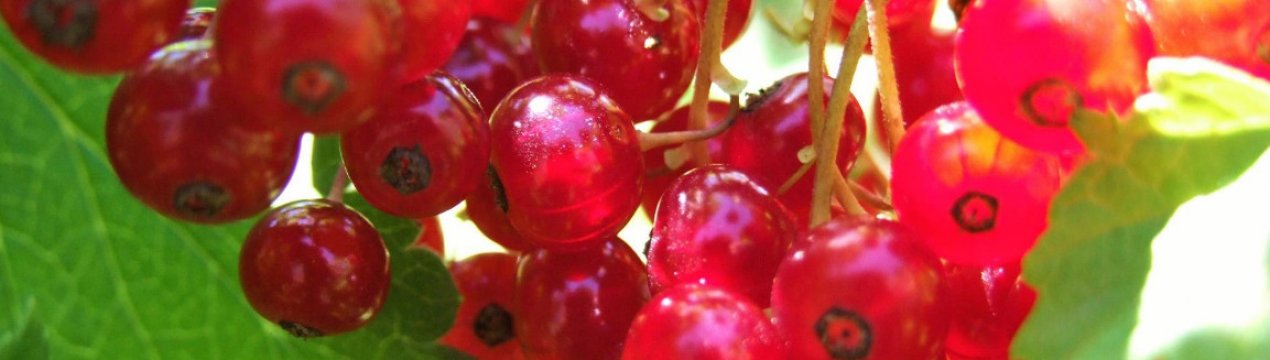 Описание смородины красной ранняя сладкая описание сорта фото отзывы. . Описание смородины красной ранняя сладкая описание сорта фото отзывы фото. Описание смородины красной ранняя сладкая описание сорта фото отзывы-. картинка Описание смородины красной ранняя сладкая описание сорта фото отзывы. картинка . Среди множества ягод особое место принадлежит красной смородине. Богатая полезными веществами эта садовая культура любима и широко распространена. Одним из неотъемлемых её преимуществ считается раннее созревание плодов и многолетнее плодоношение куста. Красная смородина доступна для выращивания даже начинающим садоводам. Важно выбрать сорт и уделить растению минимум внимания, выполняя советы опытных садоводов.