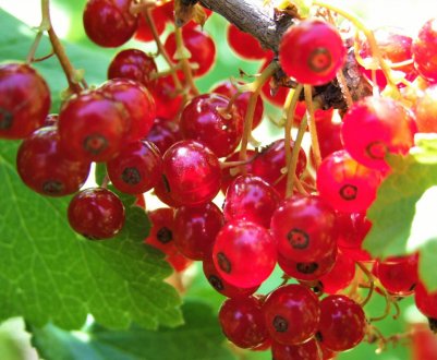 Смородина Червона рання — особливості і характеристики сорту