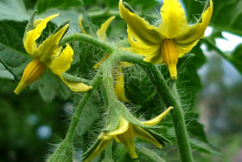 Цвітіння помідор