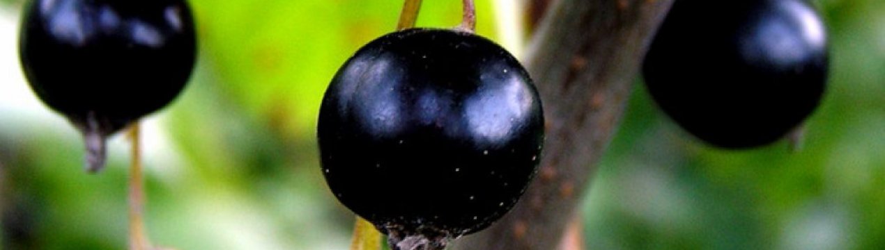 Смородина чорна Чарівниця: основні характеристики