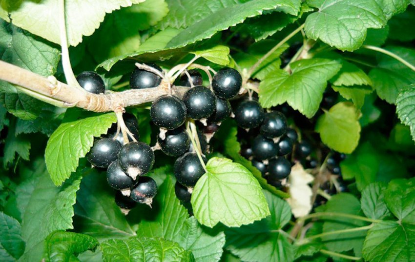 Смородина Чарівниця