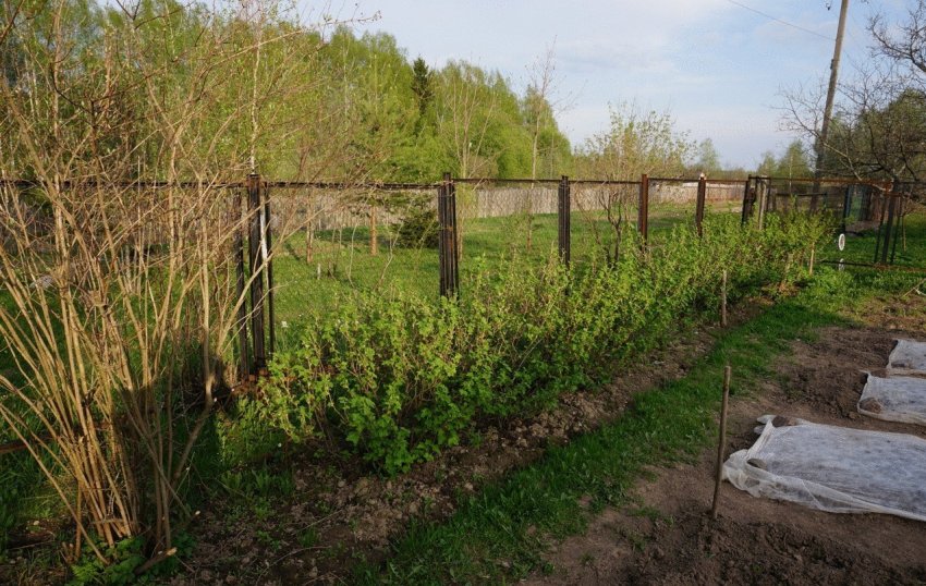 Місце під посадку смородини