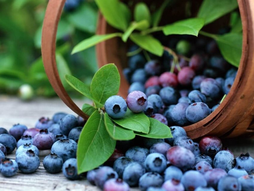 Волинське господарство збільшує плантації лохини Волинське господарство збільшує плантації лохини