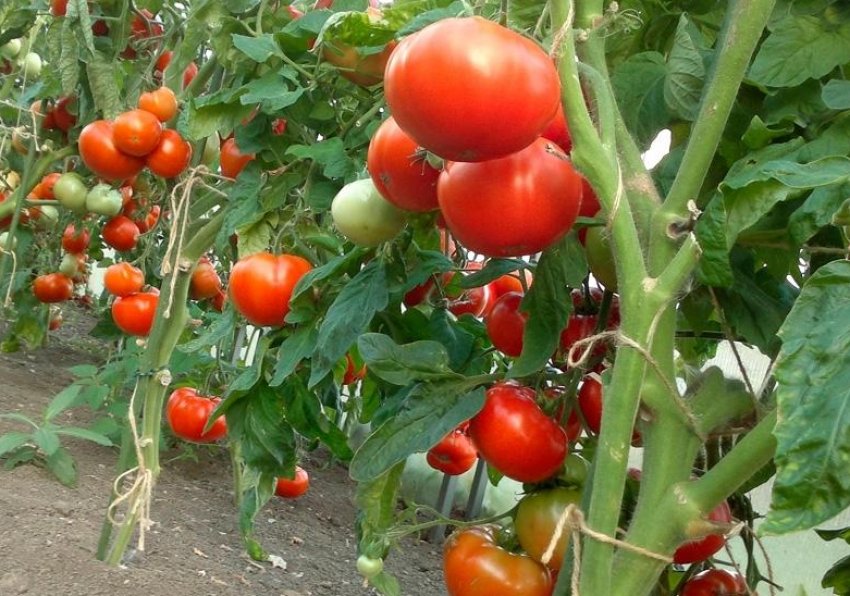 Выращивание помидоров отзывы. Кубань томат помидоры. Штамбовые томаты. Томат сорт Краснодар. Помидоры в открытом грунте сорта.