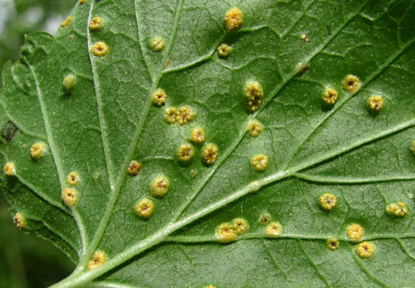 Іржа смородини