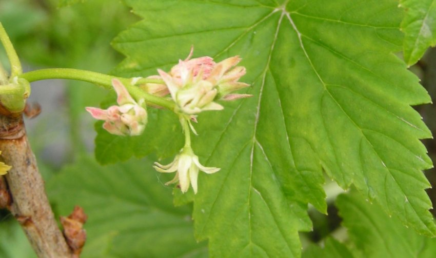 Махровість смородини