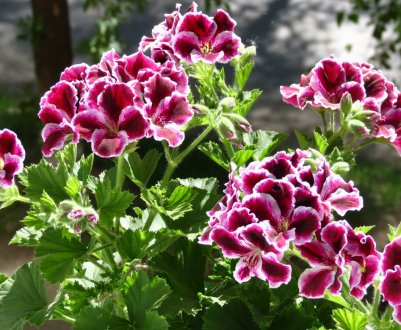 Як доглядати за королівською квіткою