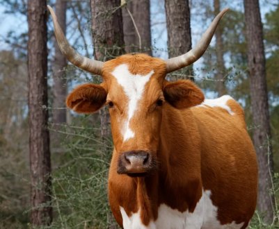 Компанія з Нідерландів хоче співпрацювати з Україною в сфері забезпечення здоров'я тварин