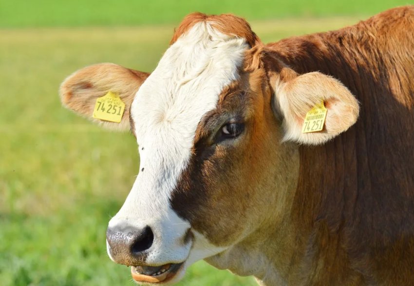 Компанія з Нідерландів хоче співпрацювати з Україною в сфері забезпечення здоров'я тварин Компанія з Нідерландів хоче співпрацювати з Україною в сфері забезпечення здоров'я тварин