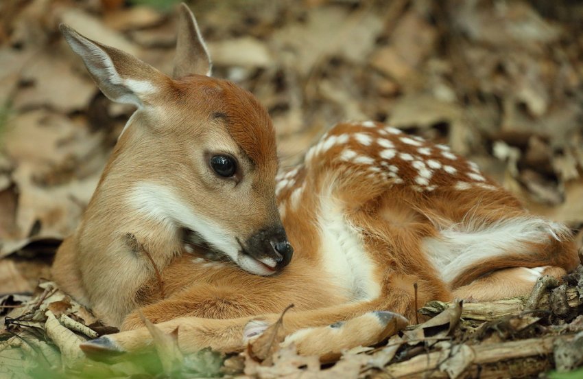 Виснажена сибірська косуля знайшла будинок на кемеровській фермі