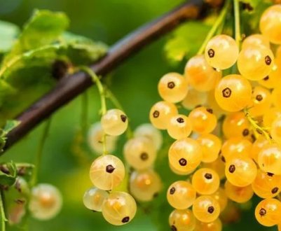 Вирощування золотистої смородини