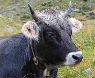 Полтавське господарство збільшує поголів'я ВРХ