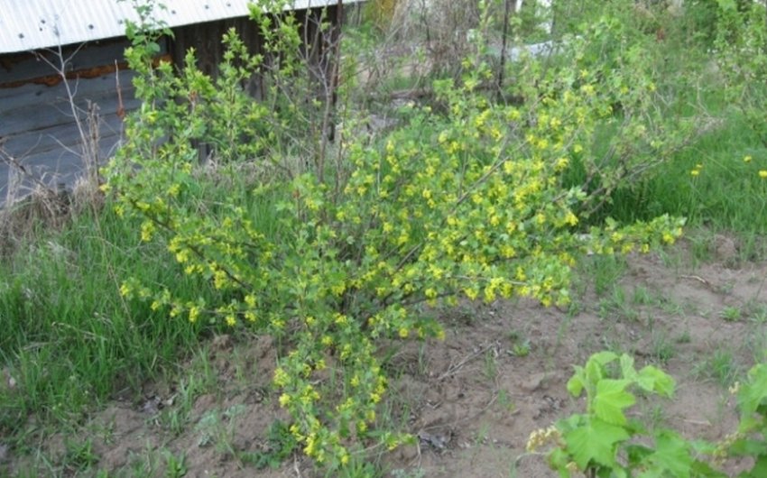 Місце посадки смородини Місце посадки смородини