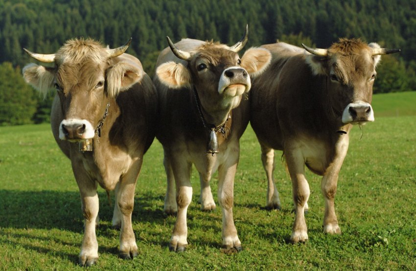 Полтавське господарство збільшує поголів'я ВРХ