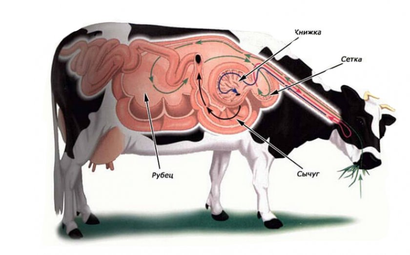 Строение желудка коровы