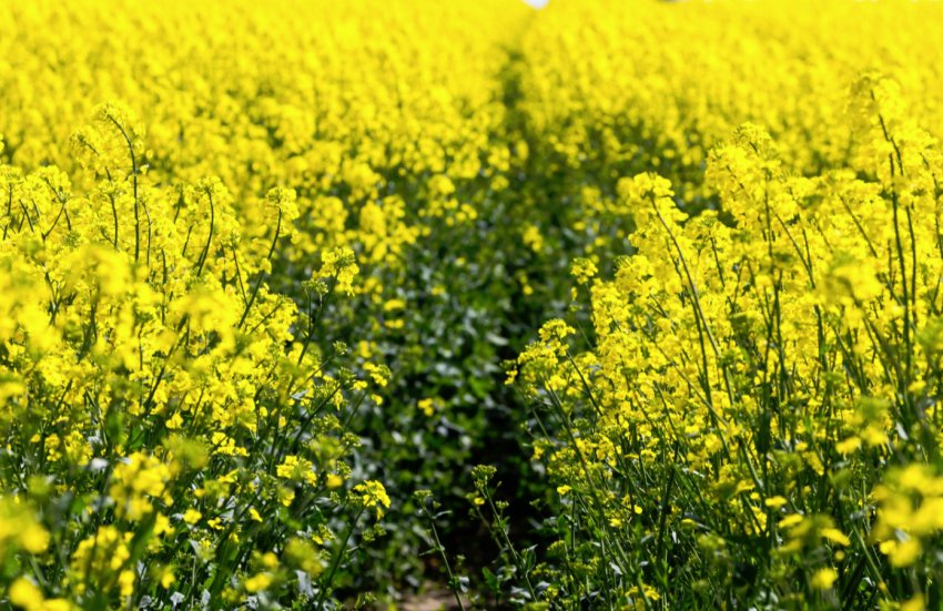 Краснодарські аграрії обмолотили понад мільйон гектарів полів Краснодарські аграрії обмолотили понад мільйон гектарів полів