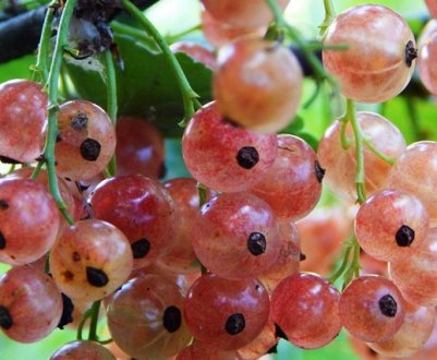 Сорти рожевої смородини та їх опис