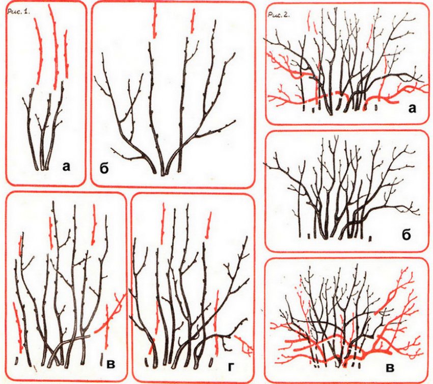 Схема обрізки смородини Схема обрізки смородини
