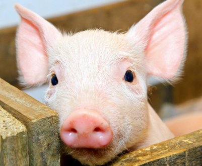 У Болгарії підтвердили другу спалах АЧС