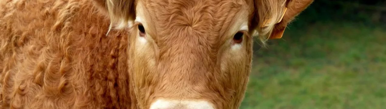 Більше третини англійської поголів'я великої рогатої худоби включено в програму BVDFree