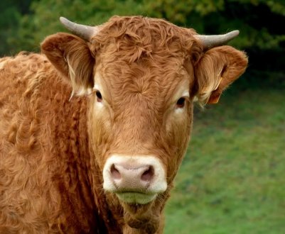 Більше третини англійської поголів'я великої рогатої худоби включено в програму BVDFree
