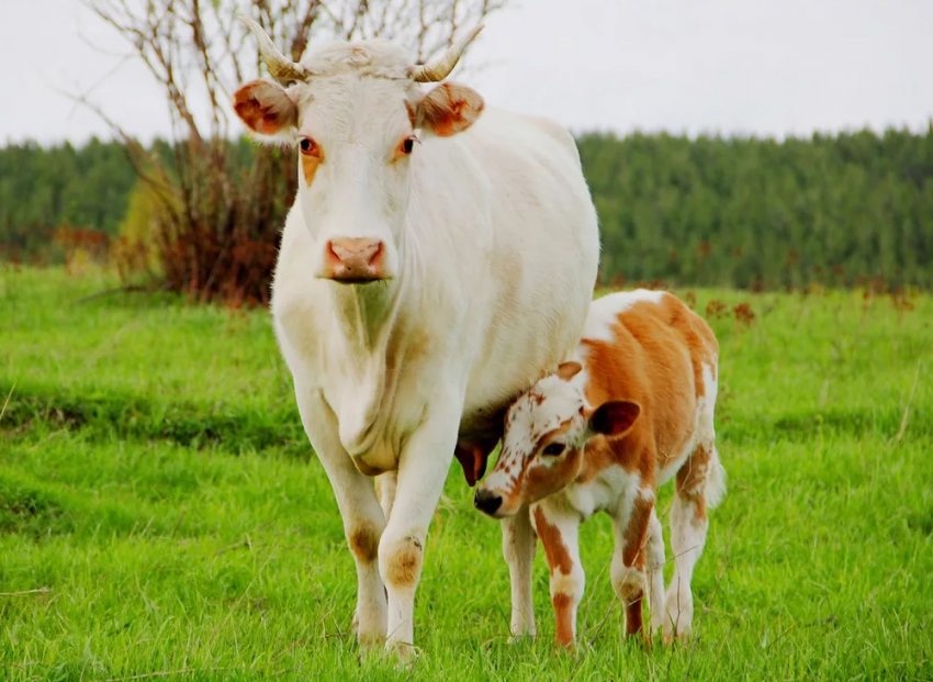 Більше третини англійської поголів'я великої рогатої худоби включено в програму BVDFree Більше третини англійської поголів'я великої рогатої худоби включено в програму BVDFree