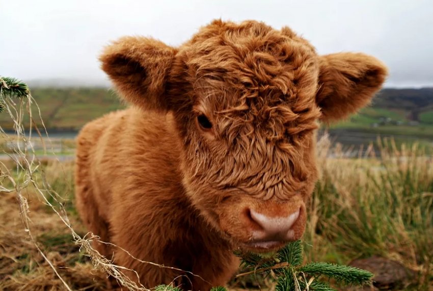 Більше третини англійської поголів'я великої рогатої худоби включено в програму BVDFree Більше третини англійської поголів'я великої рогатої худоби включено в програму BVDFree