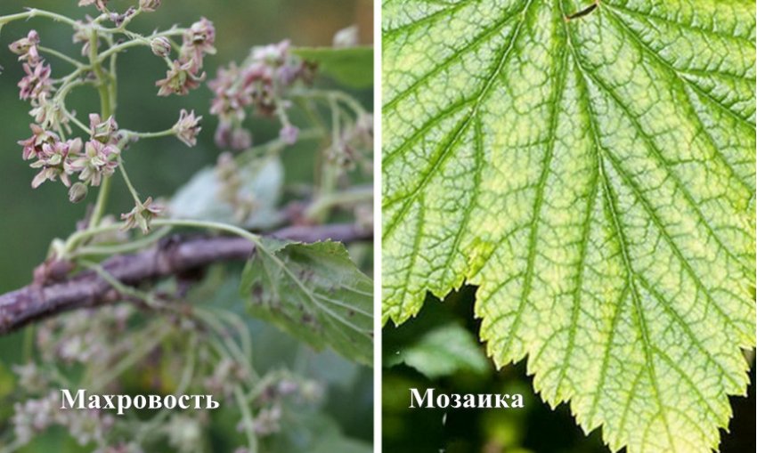 Болезни Смородины Описание С Фотографиями Лечение