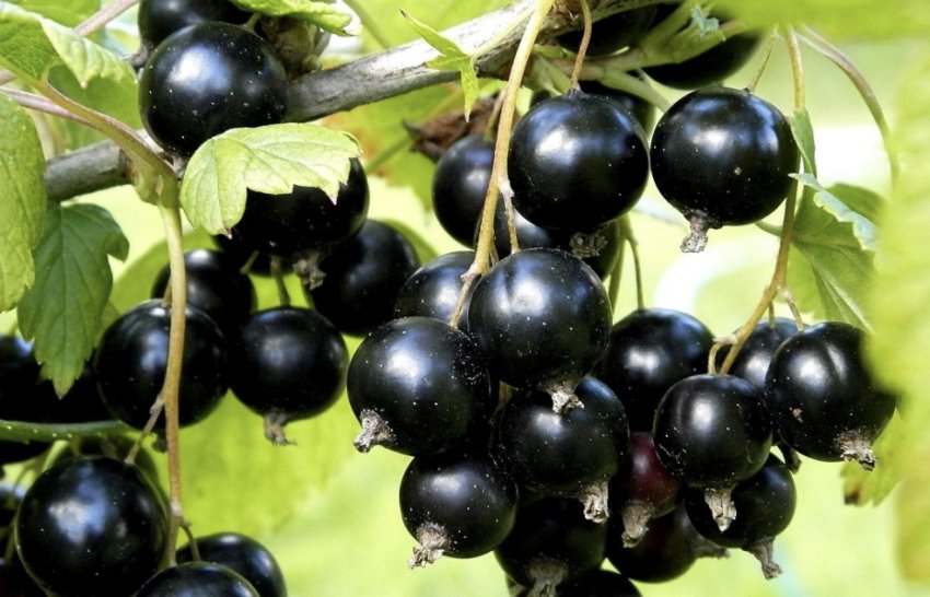 Смородина Дубровська