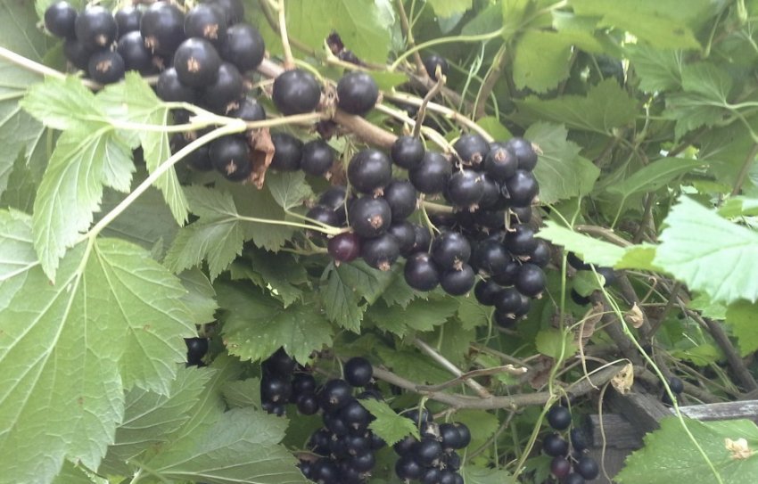 Смородина Изюмная